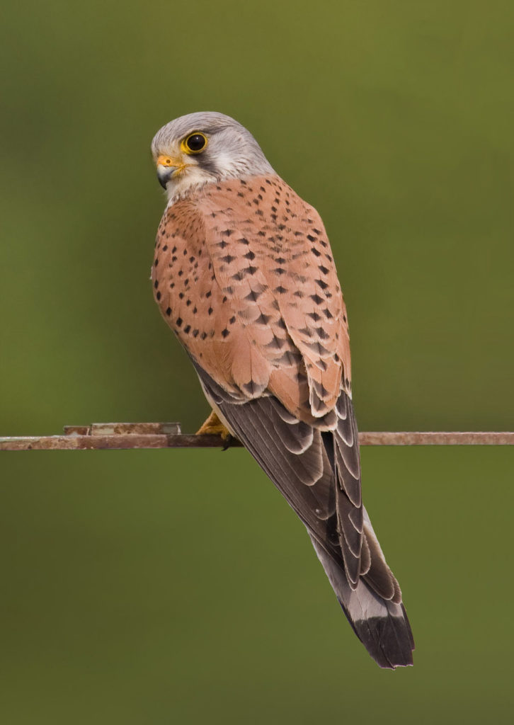 Common kestrel: National Bird of Belgium | Interesting Facts about ...