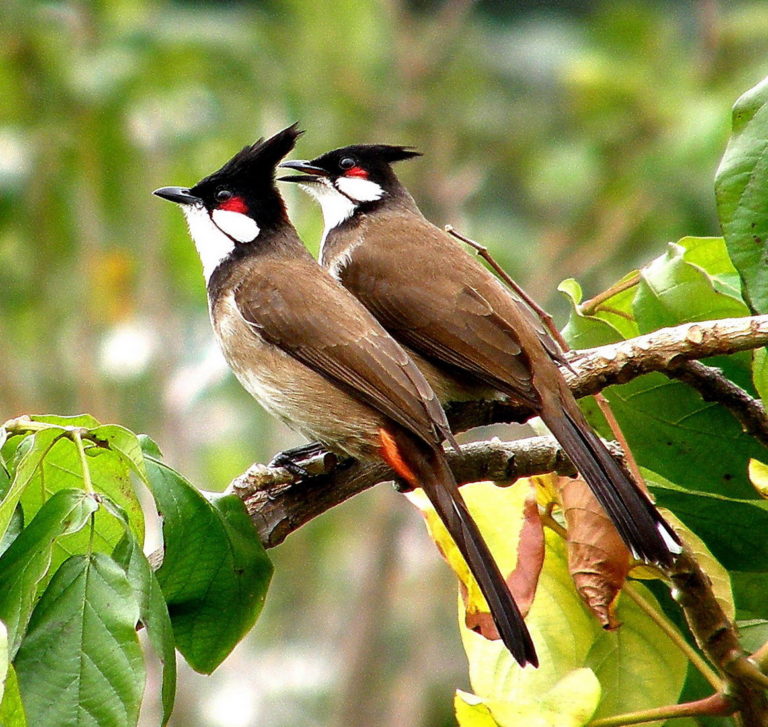 bulbul-national-bird-of-bahrain-interesting-facts-about-bulbul