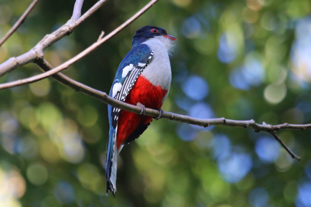 Cuban Trogon: National Bird of Cuba Interesting Facts about Cuban Trogon Поиск картинок