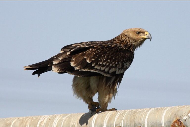 imperial-eagle-national-bird-of-spain-interesting-fact-about