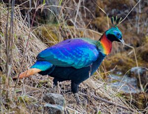 Himalayan Monal: National Bird of Nepal | Interesting Facts about Nepal