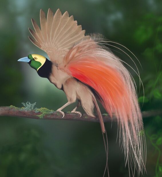 National Bird Of Papua New Guinea Raggiana Bird Of Paradise