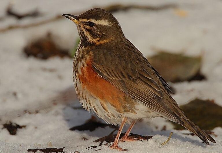 Redwing : National Bird of Turkey | Interesting Facts About National ...