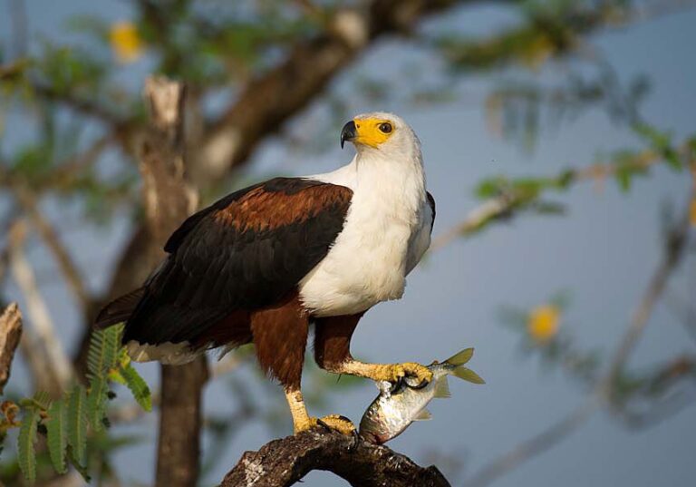 Bateleur Eagle: National Bird of Zimbabwe | Interesting Fact About ...