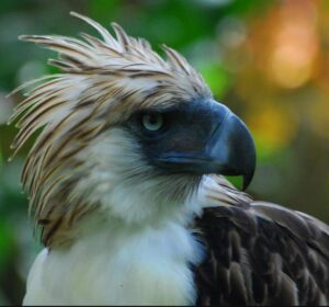 National Bird Of Philippines : Philippine Eagle | Interesting Facts ...