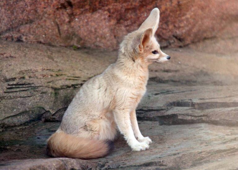 National animal of Algeria | Interesting facts about Fennec Fox