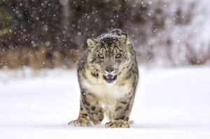 National animal of Afghanistan | Interesting facts about Snow Leopard