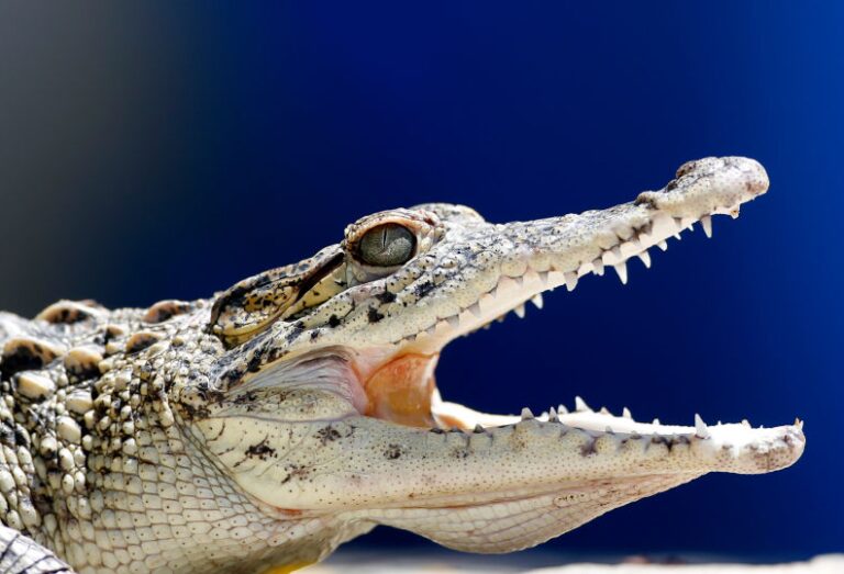 national-animal-of-cuba-interesting-facts-about-cuban-crocodile