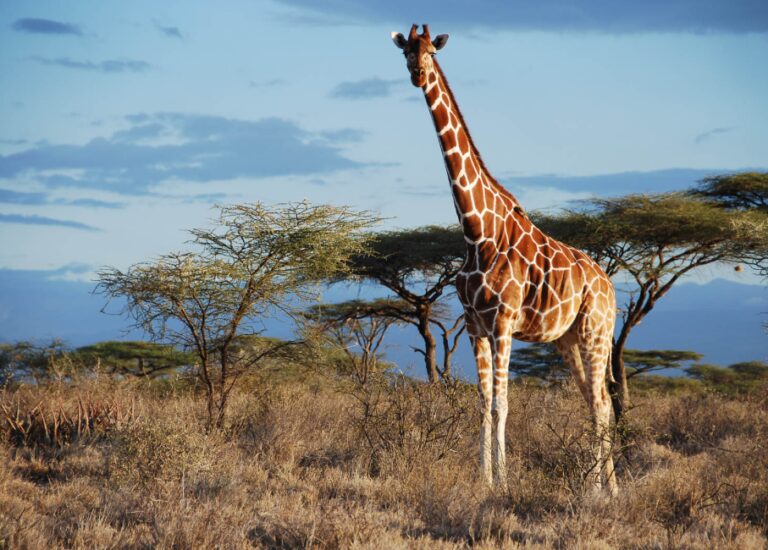 National animal of Equatorial Guinea | Interesting facts about Giraffe