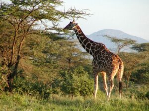 National animal of Equatorial Guinea | Interesting facts about Giraffe