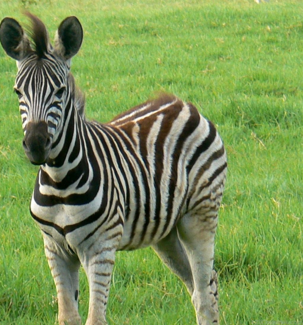Zebras National animal of Botswana